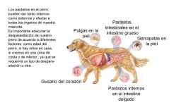 Ilustración de un perro con su sistema digestivo expuesto, mostrando parásitos internos y externos. Es crucial desparasitar cachorros y perros adultos.