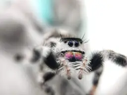 Puszysta tarantula z błyszczącymi, fioletowymi oczami i czarnymi, błyszczącymi oczami.