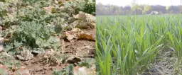 Czy rzepak to zboże? Odkryj zaskakujące różnice botaniczne