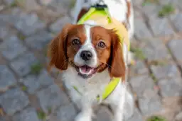 Spaniel włosy czy sierść - poznaj kluczowe różnice w pielęgnacji