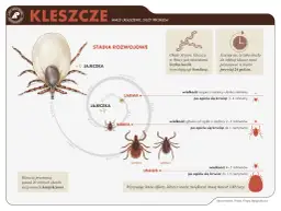 Czy kleszcz sam odpadnie? Ryzyko, usuwanie i choroby - poznaj fakty