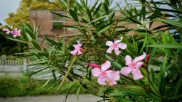 Czy oleander może zimować w ogrodzie - Poznaj skuteczne sposoby ochrony