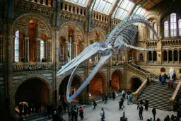 Szkielet wieloryba w holu Muzeum Historii Naturalnej w Londynie. Imponująca architektura i tłumy zwiedzających.