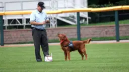 Bat dog - poznaj niezwykłe psy pomagające w meczach baseballowych