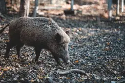 Dzik w lesie: Jak się zachować i skutecznie odstraszyć?