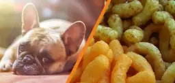 Czy pies może jeść płatki kukurydziane? Sprawdź, co musisz wiedzieć