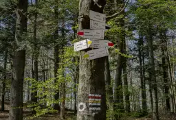 Leśny drogowskaz na drzewie, wskazujący szlak na Lubomir i inne miejsca. Znaki PTTK informują o trasach i czasie dojścia.