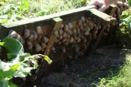 Hodowla ślimaków od czego zacząć – kluczowe kroki i porady dla początkujących