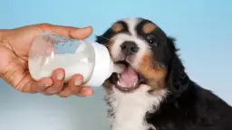 Mleko dla psa: Przyjaciel czy wróg? Wpływ na zdrowie pupila