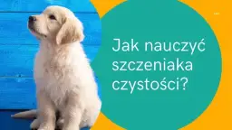 Jak szkolić szczeniaka: skuteczne metody na naukę czystości i podstawowych komend
