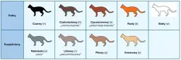 Devon rex liliowy – niezwykła kolorystyka i cechy tej rasy