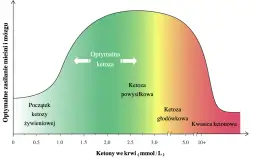 Wykres pokazuje optymalne zasilanie mięśni i mózgu w zależności od poziomu ketonów we krwi. Stan ketozy po ilu dniach zależy od poziomu ketonów, od początku żywieniowej ketozy do kwasicy ketonowej.