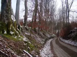 Wzmocnienie skarpy przed osuwaniem: potężne korzenie drzew i mech stabilizują zbocze leśnej drogi pokrytej śniegiem.