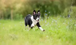 5 skutecznych sposobów jak wytresować psa żeby nie uciekał z ogrodu i domu