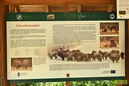 Tablica informacyjna o żubrach w Bieszczadach, przedstawiająca zdjęcia tych zwierząt i opis historii ich powrotu. Zagroda żubrów Muczne.