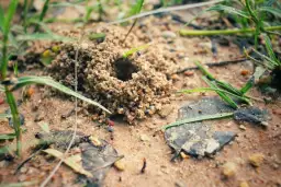 Mrówka, naturalny wróg mrówek, czai się przy wejściu do mrowiska.
