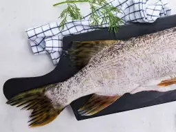 Cena za 1 kg szczupaka - ile kosztuje szczupak?