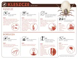 Jak rozpoznać kleszcza? Kluczowe cechy, różnice i co robić