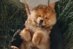 Puszysty szczeniak rasy chow chow leży na kolanach osoby w trawie. Zastanawiasz się nad chow chow cena?