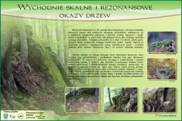 Ekomuzeum w krainie Bojków: skalne okazy drzew i ich akustyczne właściwości. Jaszczurka i zaskroniec w naturalnym środowisku.
