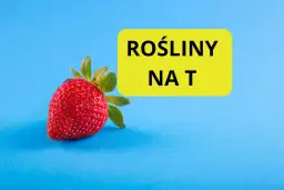 Czerwona truskawka obok żółtego prostokąta z napisem "ROŚLINY NA T".