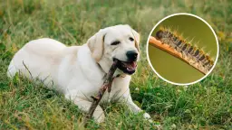 Un perro labrador juega con un palo mientras una oruga procesionaria, peligrosa para los perros, se muestra en un círculo.
