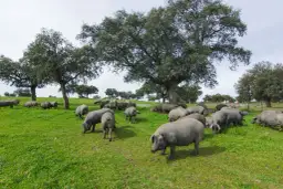 Wieprzowina iberyjska: wyjątkowy smak i korzyści zdrowotne