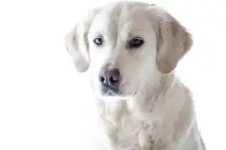 Szczeniak golden retriever: Jak karmić dla zdrowych stawów i rozwoju?