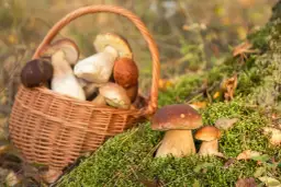 Kiedy jest sezon na kanie? Odkryj najlepszy czas na zbieranie tych grzybów