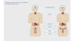 Schemat przedstawia ludzki układ hormonalny z zaznaczonymi gruczołami: przysadką mózgową, tarczycą, nadnerczami, trzustką, jajnikami i jądrami.