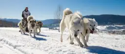 Psie zaprzęgi w Polsce: Zimowa przygoda na śnieżnych szlakach