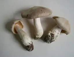 Gęśnica wiosenna: co to za gatunek?