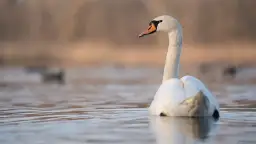 Piękny łabędź na spokojnej wodzie. Czy to znak, że łabędzie odlatują na zimę?