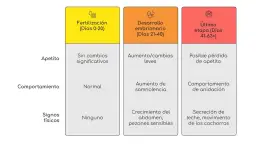 Tabla que detalla las etapas de gestación canina, desde la fertilización hasta la última etapa, indicando cambios en apetito, comportamiento y signos físicos. Así se sabe cuanto tarda un perro en parir.