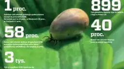 Kleszczowe zapalenie mózgu (KZM) to poważna choroba. 58% osób po II fazie KZM ma powikłania. 40% kleszczy może przenosić boreliozę.