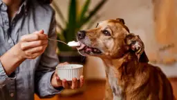 Un perro marrón disfruta de una cucharada de yogur ofrecida por una persona. ¡Los perros pueden comer yogur!