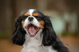 Pies cavalier king charles spaniel czarny podpalany - cechy i charakterystyka