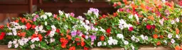 Kwiaty na balkon które nie potrzebują słońca – piękne rośliny do cienia