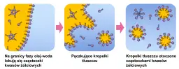 Trawienie tłuszczy u psa: problemy, przyczyny i schemat trawienia