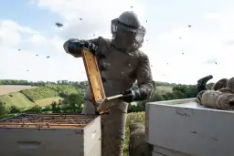 Pszczelarz w stroju ochronnym sprawdza ramkę z pszczołami. Scena jak z filmu, idealna do pszczelarz recenzja filmu.