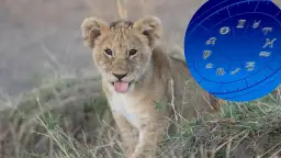 Mały lew z wystawionym językiem, obok niego okrąg z symbolami zodiaku, w tym znak zodiaku lew.