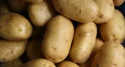 Stos surowych ziemniaków, niektóre z kiełkami.