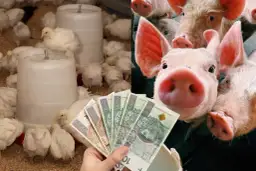 Wieprzowina z chowu bez antybiotyków czy warto dopłacać do certyfikatów? Na zdjęciu pisklęta i świnki z polskimi banknotami.