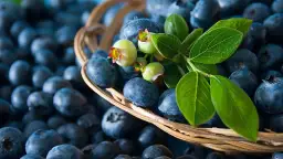 Ein Korb voller Blaubeeren, ideal für die Schwangerschaft. Frische Beeren mit grünen Blättern und unreifen Früchten.