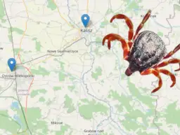 Kleszcze w Polsce: Gdzie żyją i jak ich unikać? Sprawdź mapę