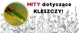 Ile kleszczy przenosi boreliozę i jak się przed nimi chronić
