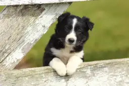 Border collie linia show: co musisz wiedzieć przed zakupem szczeniaka