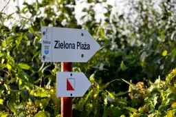 Droga do zielona plaza Wolkowyja. Strzałka kierunkowa wskazuje szlak.