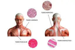 Anatomía muscular: Torso y espalda con micrografías de tejido muscular, cardíaco, nervioso y esquelético.