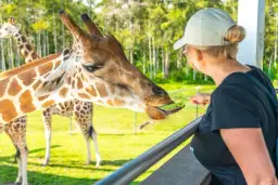 Kobieta karmi żyrafę z ręki. Chcesz wiedzieć, jak dojechać do zoo w Warszawie z dworca centralnego?